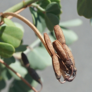 Photographie n°254012 du taxon Coronilla glauca L. [1755]