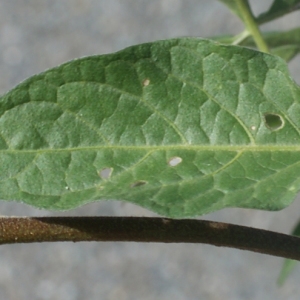 Photographie n°254017 du taxon Solanum dulcamara L. [1753]