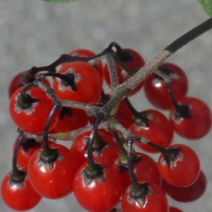 Photographie n°254018 du taxon Solanum dulcamara L. [1753]