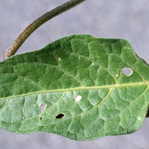 Photographie n°254019 du taxon Solanum dulcamara L. [1753]