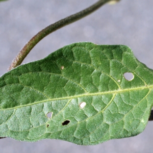 Photographie n°254020 du taxon Solanum dulcamara L. [1753]