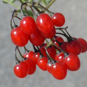 Photographie n°254021 du taxon Solanum dulcamara L. [1753]