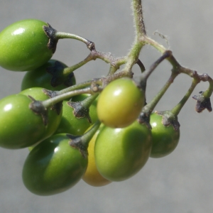 Photographie n°254024 du taxon Solanum dulcamara L. [1753]