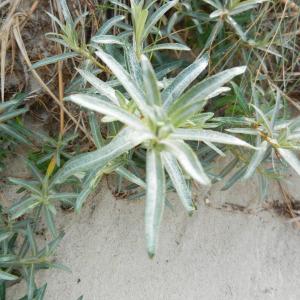 Photographie n°254085 du taxon Hippophae rhamnoides L. [1753]