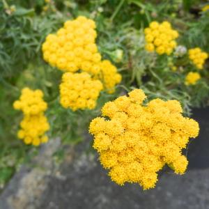Photographie n°254094 du taxon Tanacetum vulgare L. [1753]