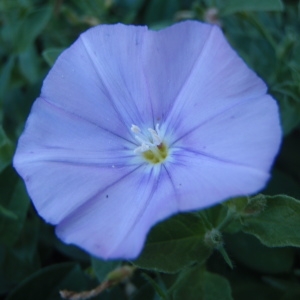 Convolvulus sabatius subsp. mauritanicus (Boiss.) Murb.