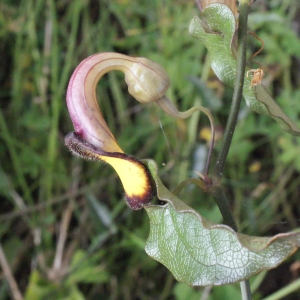 Photographie n°254118 du taxon Aristolochia sempervirens L. [1753]