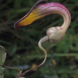 Photographie n°254119 du taxon Aristolochia sempervirens L. [1753]