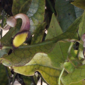 Photographie n°254121 du taxon Aristolochia sempervirens L. [1753]