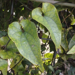 Photographie n°254122 du taxon Aristolochia sempervirens L. [1753]