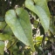  Liliane Roubaudi - Aristolochia sempervirens L. [1753]