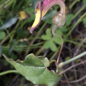 Photographie n°254124 du taxon Aristolochia sempervirens L. [1753]