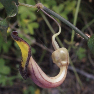 Photographie n°254125 du taxon Aristolochia sempervirens L. [1753]