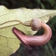  Liliane Roubaudi - Aristolochia sempervirens L. [1753]