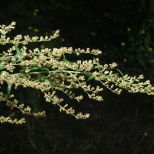 Photographie n°254153 du taxon Artemisia vulgaris L. [1753]