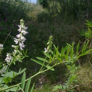 Photographie n°254159 du taxon Galega officinalis L. [1753]