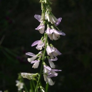 Photographie n°254160 du taxon Galega officinalis L. [1753]