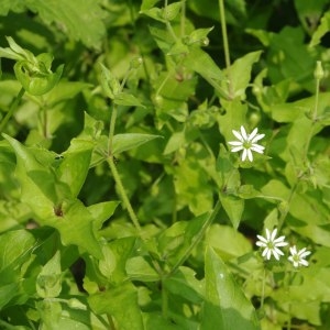 Photographie n°254171 du taxon Stellaria aquatica (L.) Scop. [1771]