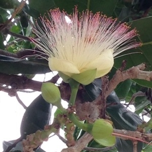 Barringtonia asiatica (L.) Kurz (Arbre à barrette)