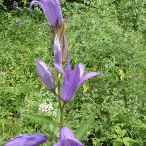 Photographie n°254312 du taxon Campanula latifolia L. [1753]