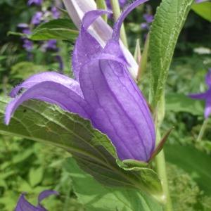 Photographie n°254313 du taxon Campanula latifolia L. [1753]