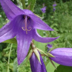 Campanula latifolia L. (Campanule à larges feuilles)