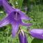  Genevieve Botti - Campanula latifolia L. [1753]