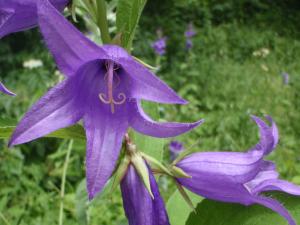 Genevieve Botti, le 11 juillet 2014 (Italie (PN del Marguareis))