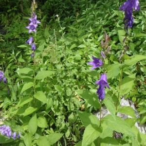 Photographie n°254316 du taxon Campanula latifolia L. [1753]