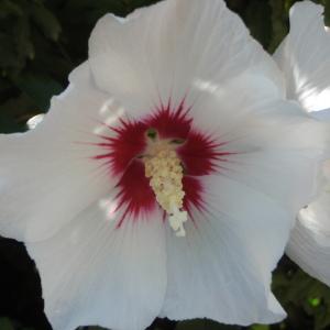 Photographie n°254332 du taxon Hibiscus syriacus L. [1753]