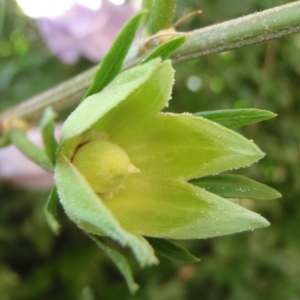 Photographie n°254333 du taxon Hibiscus syriacus L. [1753]