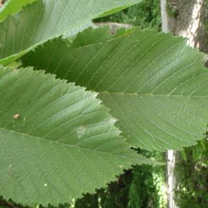 Photographie n°254335 du taxon Ulmus glabra Huds. [1762]