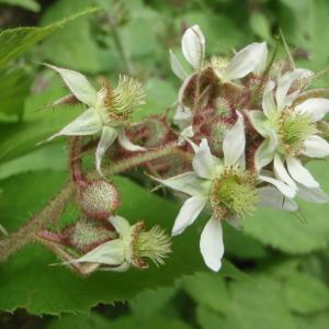 Photographie n°254340 du taxon Rubus phoenicolasius Maxim. [1871]