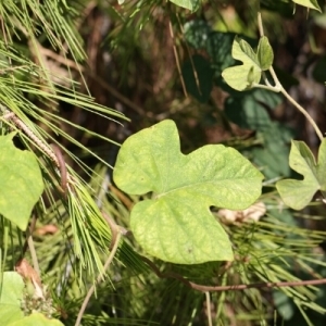 Photographie n°254342 du taxon Ipomoea indica (Burm.) Merr.