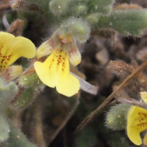 Photographie n°254444 du taxon Ajuga iva (L.) Schreb. [1773]