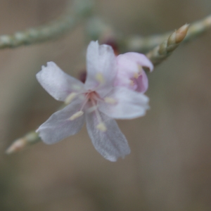 Myriolimon diffusum (Pourr.) Lledó, Erben & M.B.Crespo (Limonium diffus)