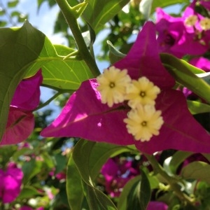 Photographie n°254484 du taxon Bougainvillea spectabilis Willd. [1799]