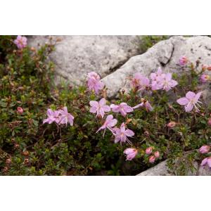 Rhodothamnus chamaecistus (L.) Rchb.