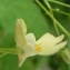  Genevieve Botti - Impatiens parviflora DC. [1824]