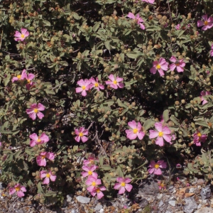 Photographie n°254510 du taxon Cistus creticus var. corsicus (Loisel.) Greuter [1967]