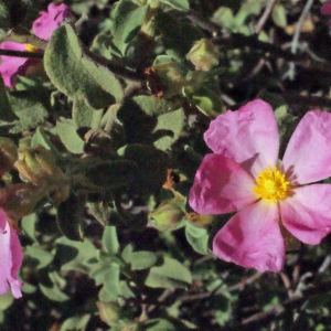 Photographie n°254511 du taxon Cistus creticus var. corsicus (Loisel.) Greuter [1967]