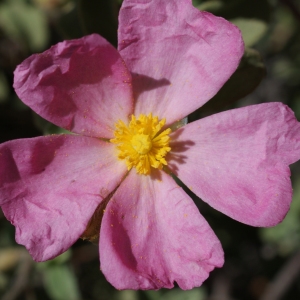  - Cistus creticus var. corsicus (Loisel.) Greuter [1967]