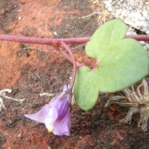 Cymbalaria muralis f. toutonii (A.Chev.) Cufod.