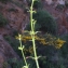  Liliane Roubaudi - Galium creticum Boiss. & Heldr. [1849]