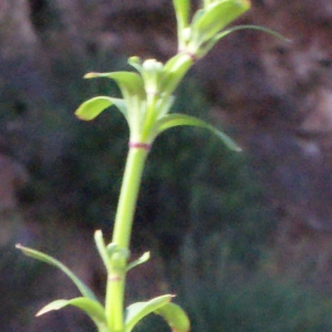 Photographie n°254519 du taxon Galium creticum Boiss. & Heldr. [1849]