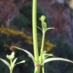 Photographie n°254520 du taxon Galium creticum Boiss. & Heldr. [1849]