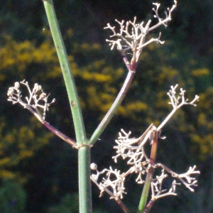 Photographie n°254522 du taxon Galium creticum Boiss. & Heldr. [1849]