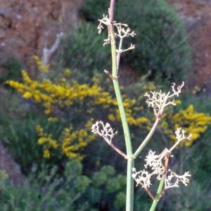 Photographie n°254523 du taxon Galium creticum Boiss. & Heldr. [1849]