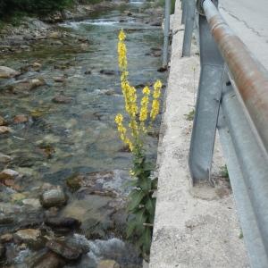 Photographie n°254524 du taxon Verbascum phlomoides L. [1753]