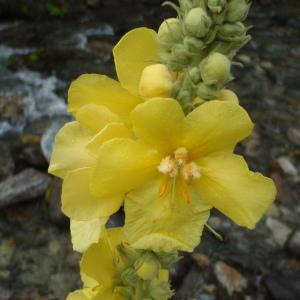 Photographie n°254526 du taxon Verbascum phlomoides L. [1753]